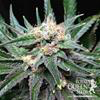 Sativa Femm CRITICAL Royal Queen Seeds