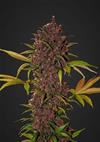 Indica Auto - LSD 25 - 420 Fast Buds