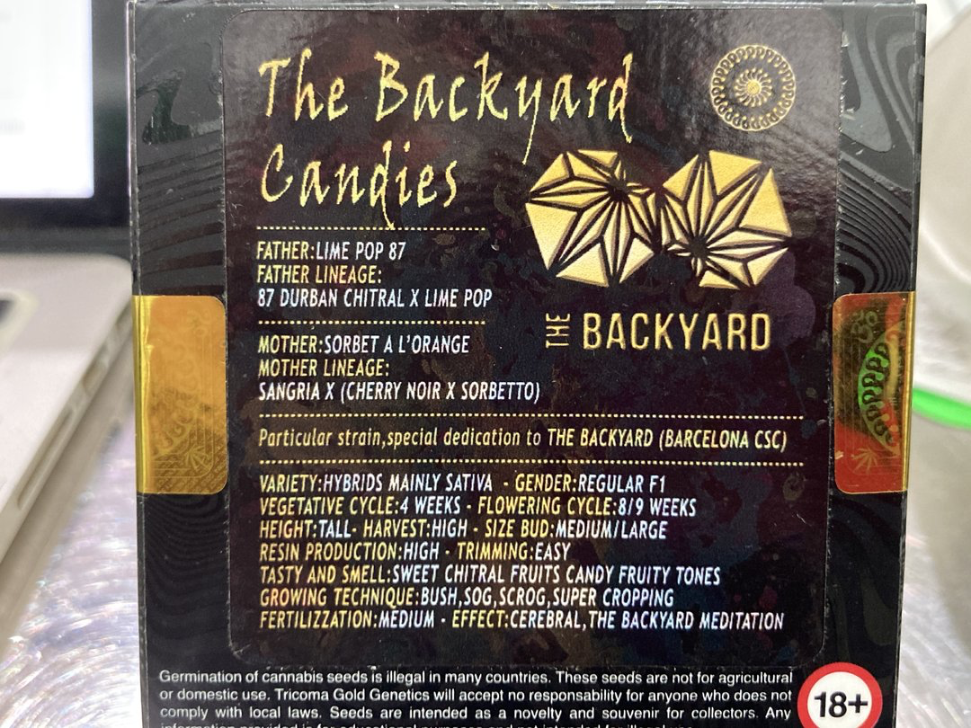 Ibridi male/female - THE BACKYARD CANDIES - Tricoma Gold Genetics