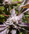 Indica femm - ORANGE GROOVYE BX original edition - The Grateful Seeds