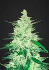 CBD Ibridi Auto Femm - CRACK - 420 Fast Buds