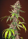 Indica Fast Femm - RED MANDARINE F1 - Sweet Seeds