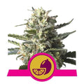 Sativa Femm - LEMON SHINING - Royal Queen Seeds