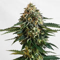 Sativa Femm THCV Zamnesia Seeds