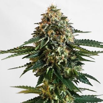 Sativa Femm THCV Zamnesia Seeds
