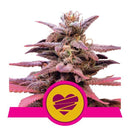 Ibridi Femm - Wedding Crasher - Royal Queen Seeds