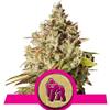 Ibridi Femm - ROYAL GORILLA - Royal Queen Seeds