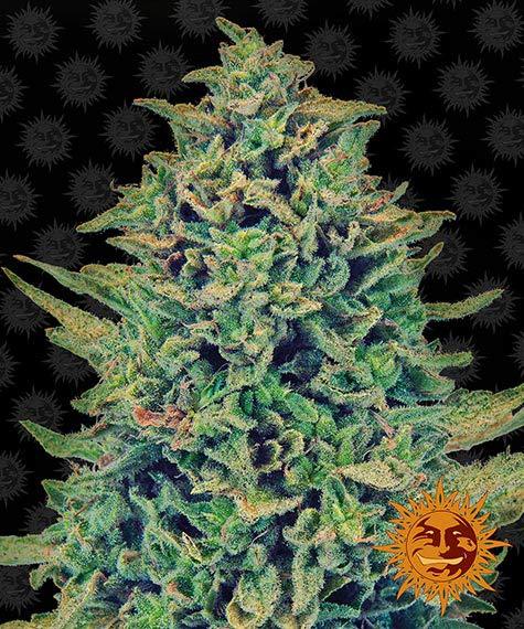CBD Indica Femm - CBD BLUE SHARK - Barney's Farm