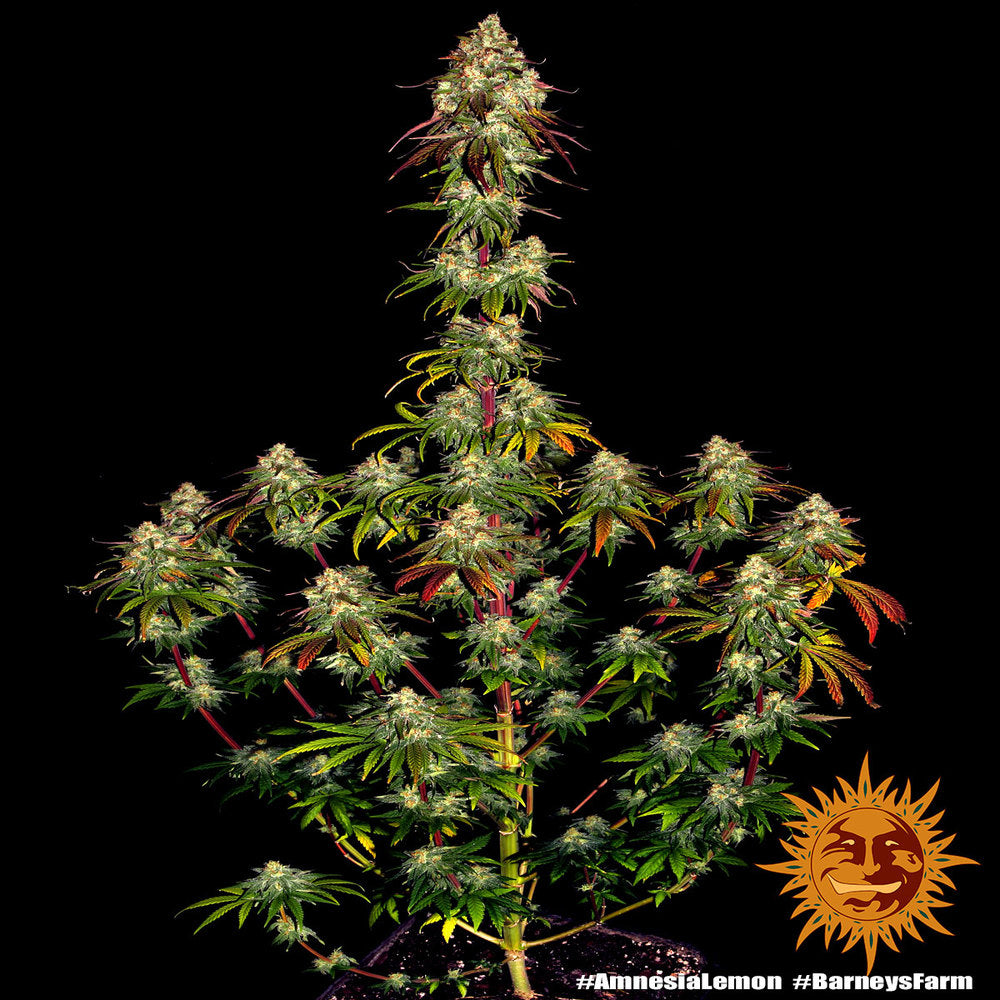 Sativa femm - AMNESIA LEMON - Barney's Farm