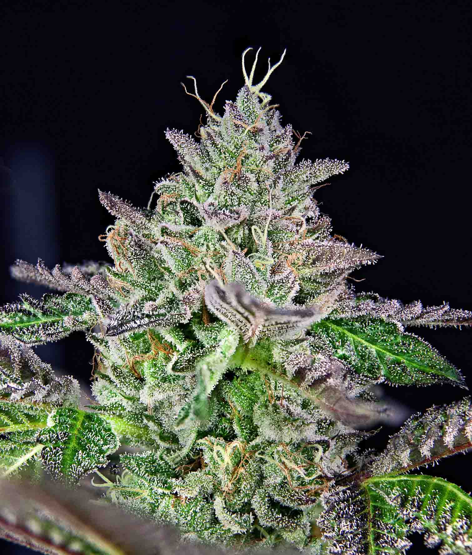 Ibridi femm - STRAWMELON limited edition - The Grateful Seeds