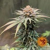 CBD Indica Femm - CBD BLUE SHARK - Barney's Farm