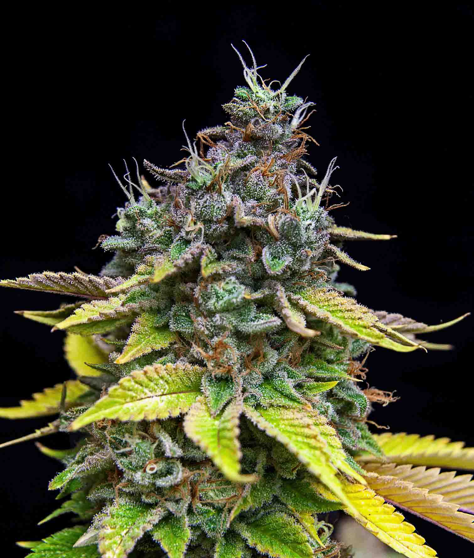 Ibridi femm - PAPAYA COOLER limited edition - The Grateful Seeds