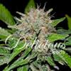 CBD Ibridi Femm - DEEP MANDARINE - Delicious Seeds