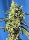 Sativa Femm SWEET AMNESIA HAZE Sweet Seeds