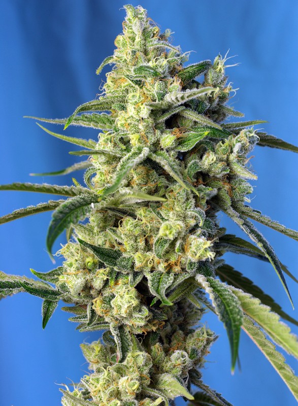 Sativa Femm SWEET AMNESIA HAZE Sweet Seeds