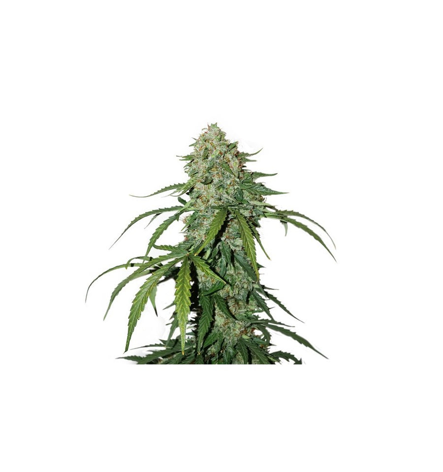 CBD Silver Lime Haze 10 semi