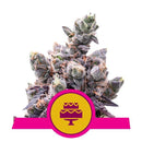 Ibridi Femm - Wedding Gelato - Royal Queen Seeds