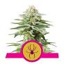 Sativa Femm - WHITE WIDOW - Royal Queen Seeds