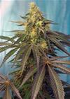 CBD Indica Femm - CREAM CARAMEL - Sweet Seeds