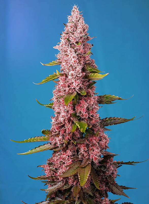 Sativa Fast Femm - RED HOT COOKIES - Sweet Seeds