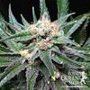 Sativa Femm CRITICAL Royal Queen Seeds