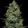 Indica Femm - COOKIES KUSH - Barney's Farm