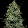 Indica Femm - COOKIES KUSH - Barney's Farm