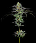 Indica femm - CALYPSO FRUIT one shot edition - The Grateful Seeds
