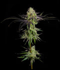 Indica femm - THA GELEE original edition - The Grateful Seeds