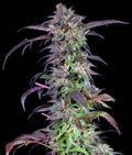 Indica femm - ORANGINA limited edition - The Grateful Seeds