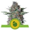Indica Auto Femm - DO SI DOS - Royal Queen Seeds