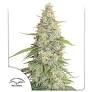 Indica femm - MERINGUE - Dutch Passion