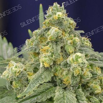 Indica femm -White Widow - Silent Seeds