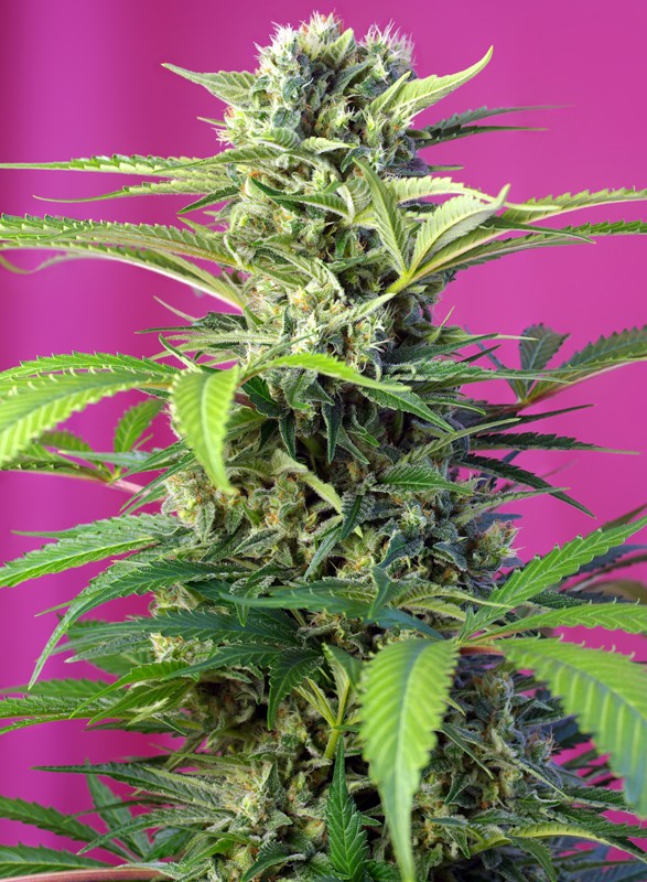 CBD Indica Femm - CHEM BEYOND DIESEL C.B.D. - Sweet Seeds
