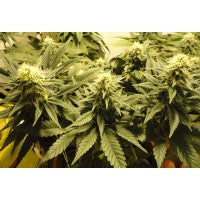 Indica Femm - CARAMELO - Delicious Seeds
