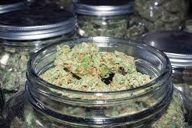 Kit Assaggio "CANNABINOIDS EXPERIENCE" alla GENOVAMAICANA