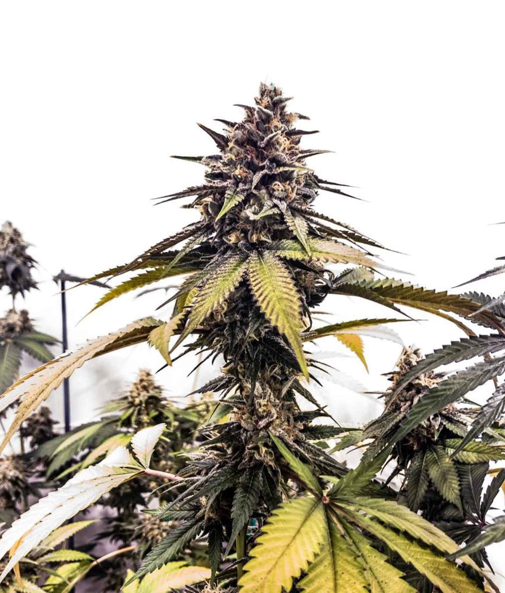 Indica femm - RUNTZBERT limited edition - The Grateful Seeds