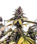 Indica femm - RUNTZBERT limited edition - The Grateful Seeds