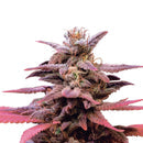 Ibridi Femm - Wedding Crasher - Royal Queen Seeds