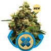 CBD Sativa Femm - PAINKILLER - Royal Queen Seeds