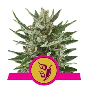 Ibridi Femm fast flowering - SPEEDY CHILE - Royal Queen Seeds