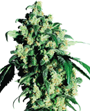 Indica Femm auto - SUPER SKUNK - Sensi Seeds