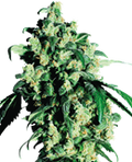 Indica Femm auto - SUPER SKUNK - Sensi Seeds